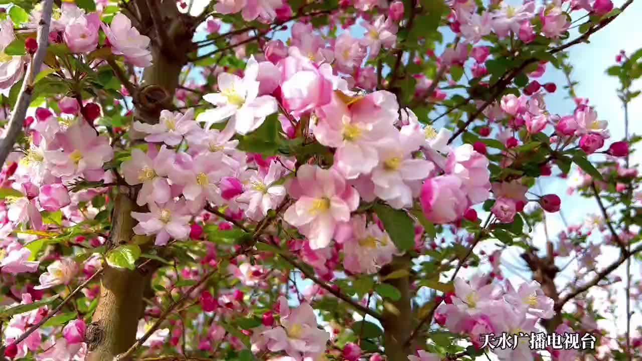 天水：最美人间四月天 花开满枝景色浓