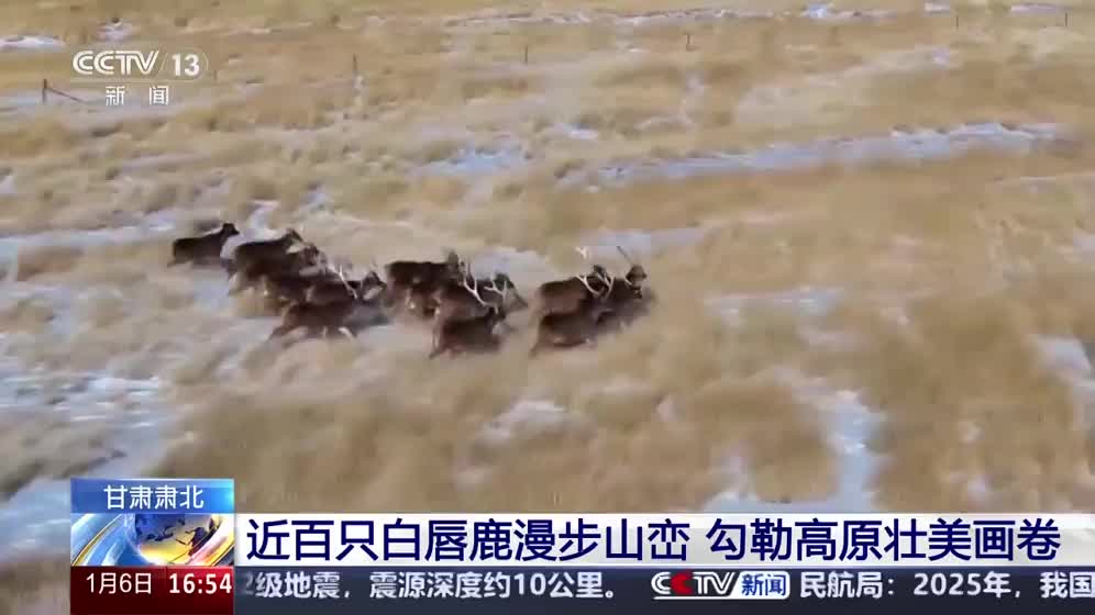 甘肃肃北：近百只白唇鹿漫步山峦 勾勒高原壮美画卷