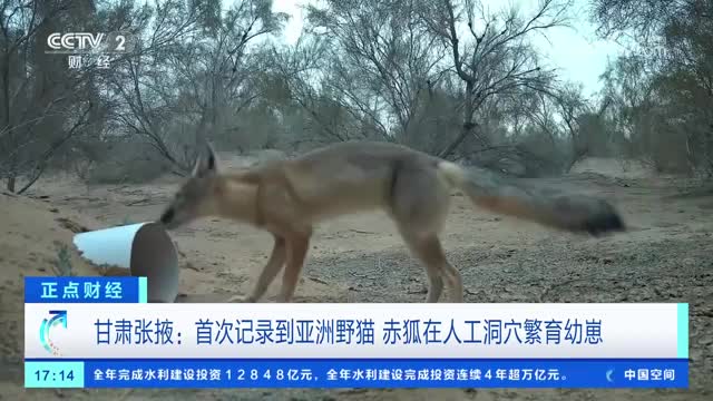 甘肃张掖：首次记录到亚洲野猫 赤狐在人工洞穴繁育幼崽
